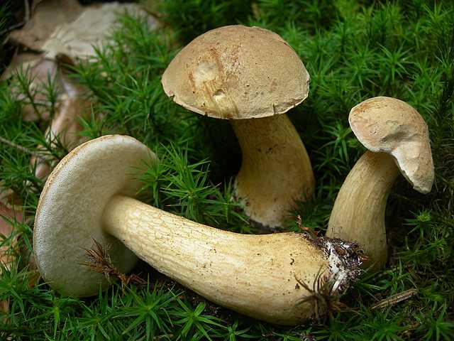 Tylopilus felleus: scheda fotografica